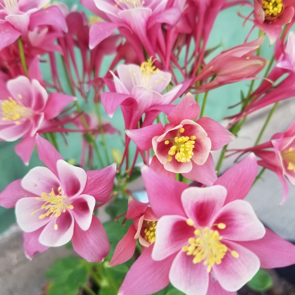 Meet your Posher, Barbara